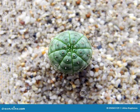 Close Up Of Euphorbia Obesa In Sand Stock Image Image Of