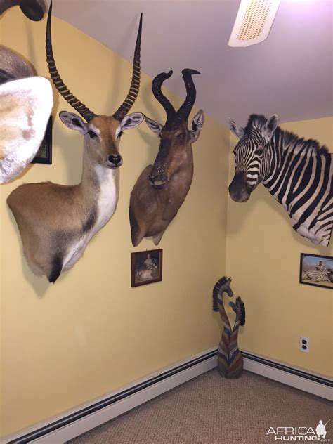 Lechwe Red Hartebeest Burchells Plain Zebra Shoulder Mount Taxidermy