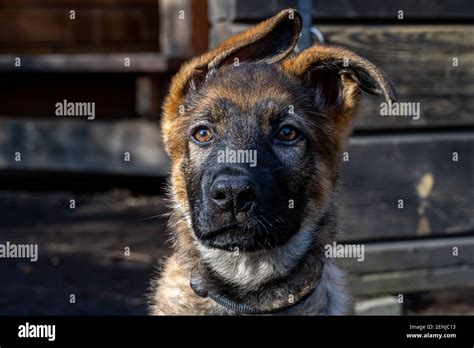 A Portrait Of A Twelve Weeks Old German Shepherd Puppy Blue Sky And