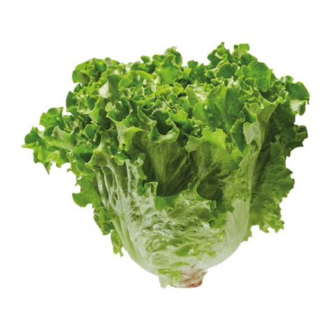 Multipromos Alface Frisada Nacional