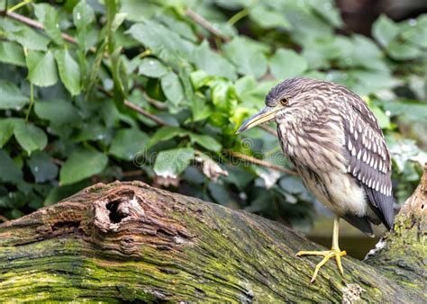 Juvenile Black Crowned Night Heron Nycticorax Nycticorax Stock Photo