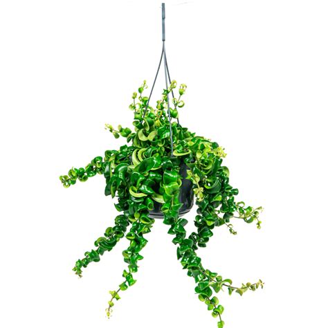 Aeschynanthus Lobbianus Twister eenvoudig en snel online bestellen?