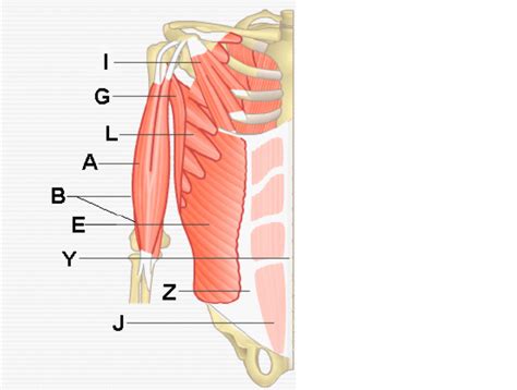 Appendicular Muscles Diagram Quizlet