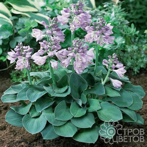 Хоста Blue Mouse Ears | Купить почтой, недорого