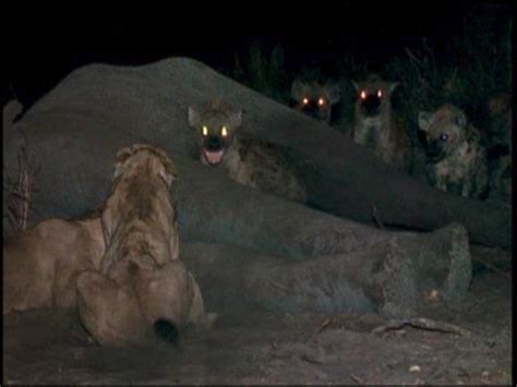 Eternal Enemies: Lions and Hyenas