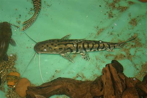 photo  small tsn catfish dumpy catfish fish tank