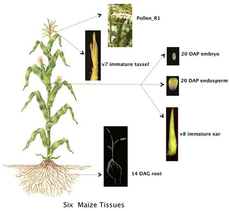 Maize Corn Plant