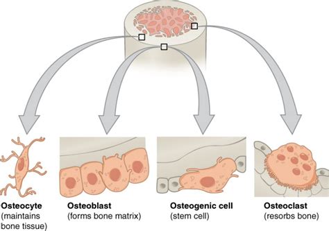 Bone Structure | Anatomy and Physiology I