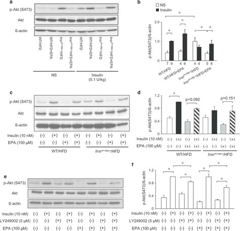 Phosphorylation Of Akt In The Liver And Primary Hepatocytes A B Akt