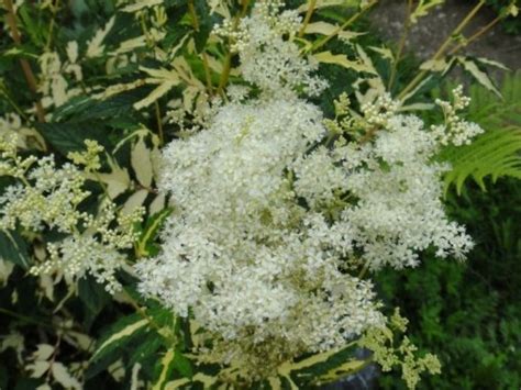Лабазник (таволга) вязолистный Variegata