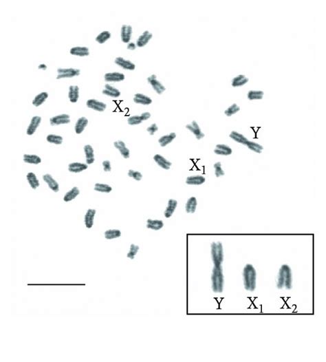 Occurrence Of Heteromorphic Sex Chromosomes In The Notothenioid