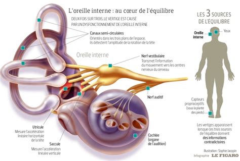 Vertiges Mieux Comprendre Pour Mieux Traiter