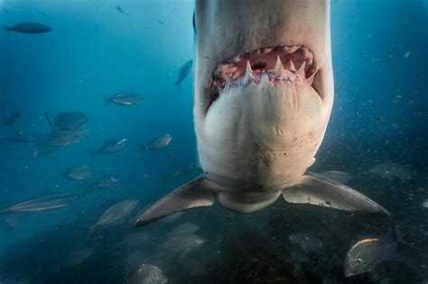 Can the Ocean’s Fastest Shark Outswim Our Appetite for It?