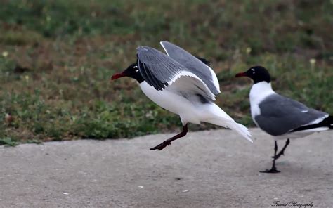 Florida Seagulls Photograph By Debra Forand