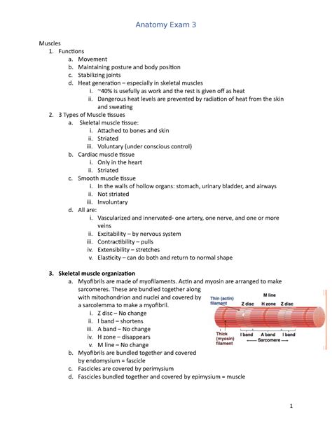 Anatomy And Physiology Lecture Exam