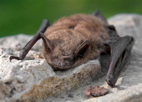 Black Gold Hunting Bat Guano At Northwest Trek For Conservation Study