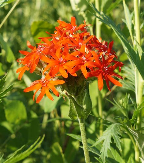 Lychnis chalcedonica - Изображение особи - Плантариум