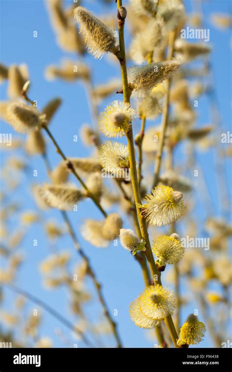 Yellow Pussy Willow Branches In Spring Nature Stock Photo Alamy
