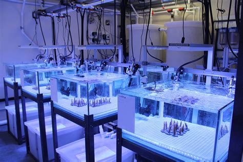 Researchers Explore Coral Resiliency in New Experimental Reef