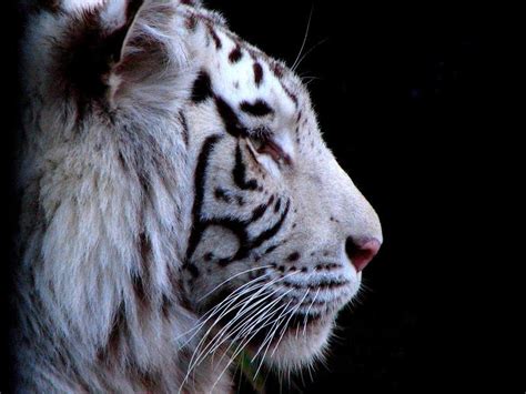 Синий тигр (20 фото) - Placepic