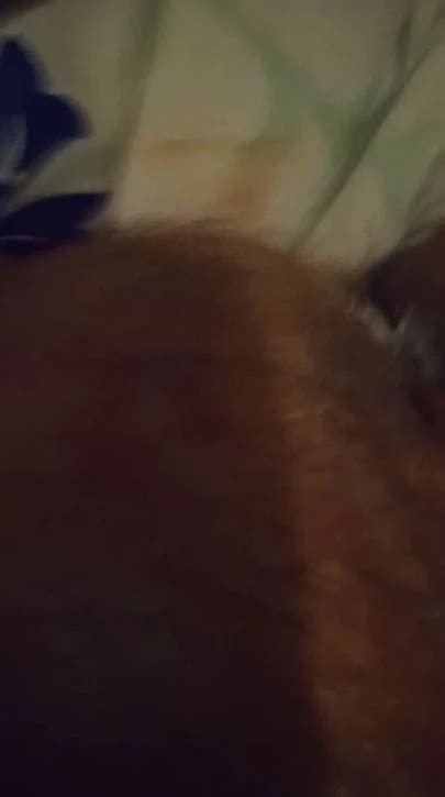 Sissy Cucumber Gay Fisting Fisting Porn Feat Janine Rosebud XHamster