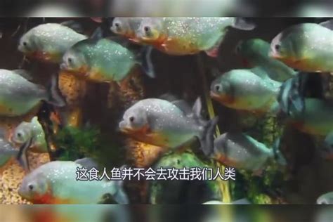 老外养了150条食人鱼，饿了几天后自己跳下去，他还能活着吗？