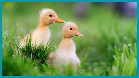 Tener Un Pato Como Mascota Todo Lo Que Debe Saber En 2024 Mascotas