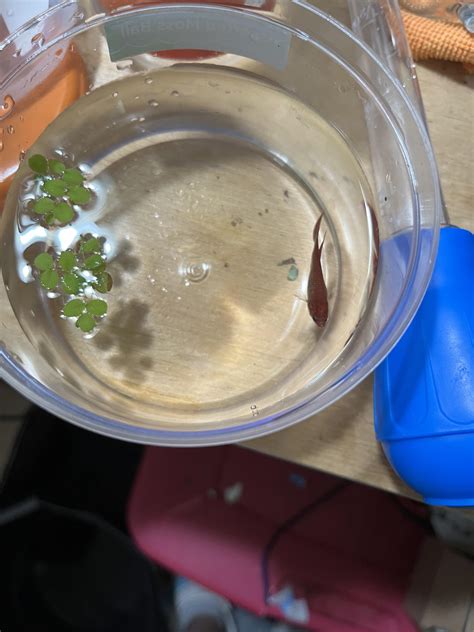 why is betta fish not eating indoors 5