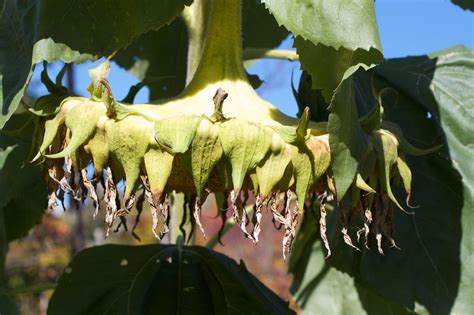 Безплатна снимка : дърво, клон, растение, плодове, листо, цвете, храна ...