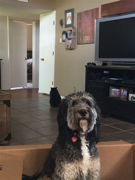 My beautiful Grand dog | Grand dog, Dogs, Grands
