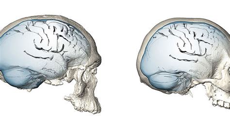 Der früheste Nachweis von Homo sapiens außerhalb Afrikas ist ein Fund