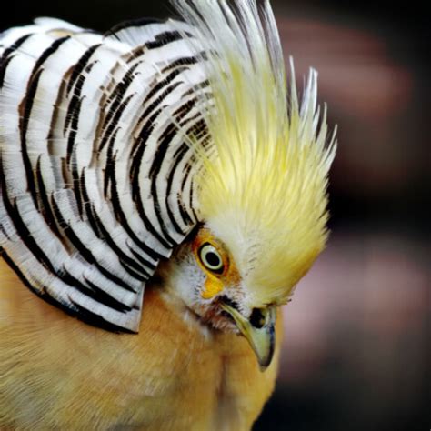 Yellow Golden Pheasant Juvenile Pair