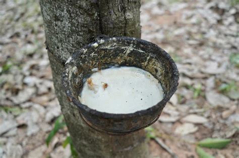 Rubber Tapping Tapping Latex Rubber Tree Rubber Latex Extracted From