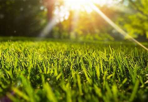 Summer Lawn Maintenance Tips And Techniques Calvert Lawn Care