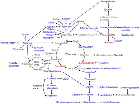 Major Metabolic Pathways For The Metabolites That Are Significantly Download Scientific Diagram