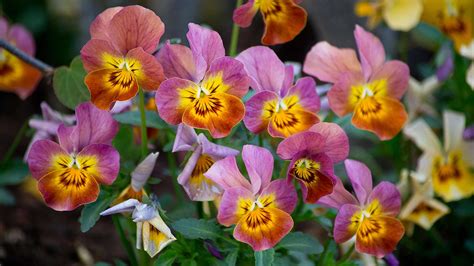 How To Propagate Pansies And Violas 3 Easy Ways Homes Gardens