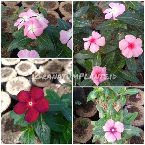 Jual Tanaman Hias Bunga Vinca Tegak Tapak Dara Shopee Indonesia