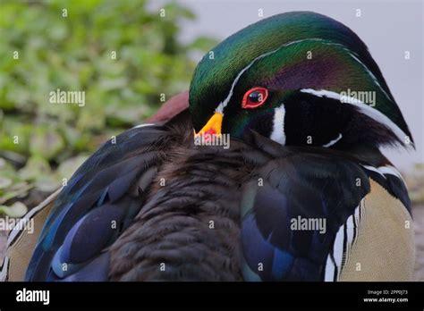 Wood Duck Aix Sponsa Aka Caroliner Portrait Multi Coloured Colored