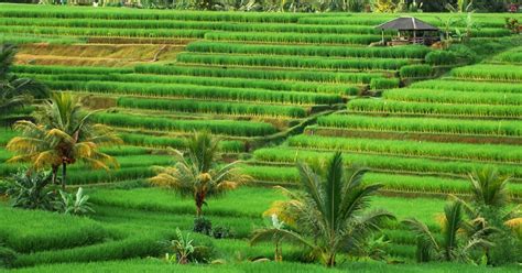 Jatiluwih Rice Terrace in Bali - Explore the Beauty - Bali Traveller