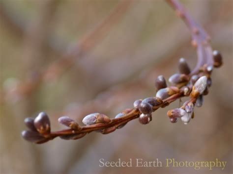 Pussy Willows Seeded Earth Photo