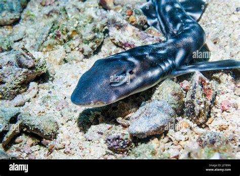 Baby Coral Catshark