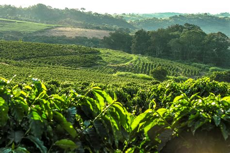 Cultivo De Caf No Brasil Agricultura Infoescola