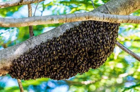 How To Get Rid Of A Beehive Pest Control Tips And Advice