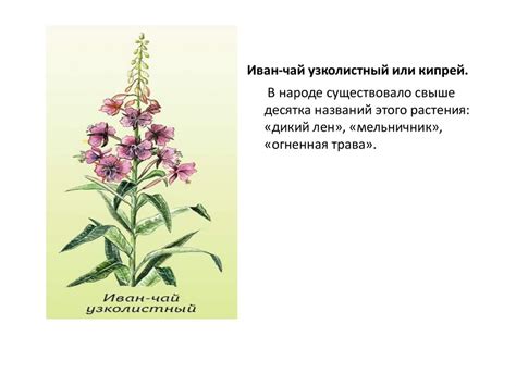 Иван-чай (кипрей) - полезная трава - презентация онлайн