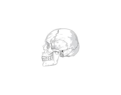 Human Skull Bone Markings Quiz