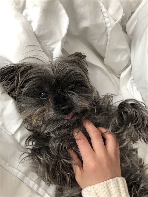 Yorkie's weight throughout his life : r/Yorkies