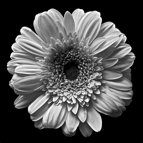 Classic Black and White Flowers | Art Photo Web Studio