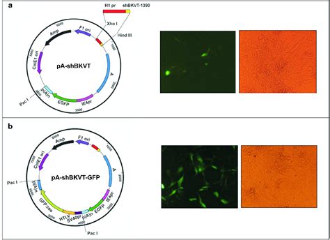 Figure 1 from Viral vectors and gene silencing | Semantic Scholar 