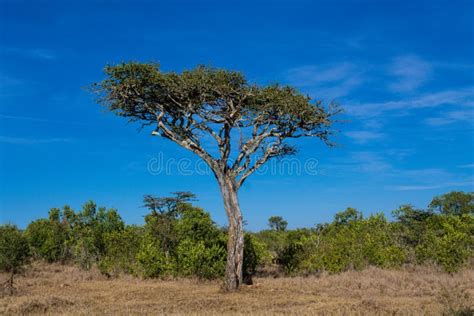 African Acacia Trees Landscape In Savannah Bush Stock Image Image Of