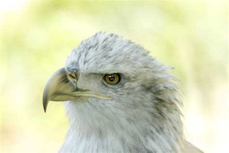 Young Bald Eagle Free Stock Photo - Public Domain Pictures
